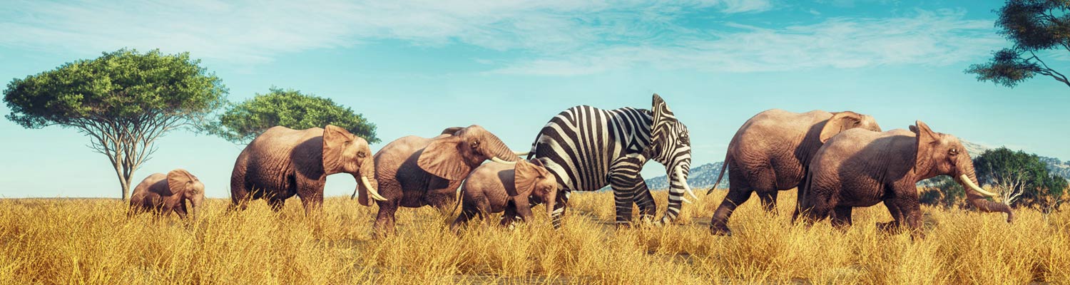 Elephant Games