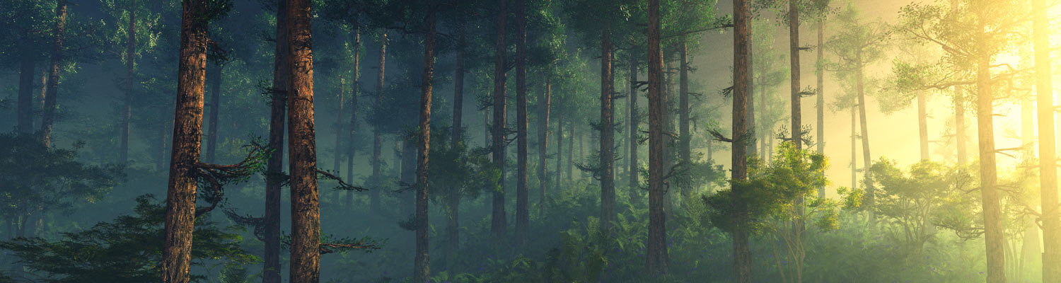 Juegos forestales