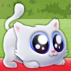 extreme kitten