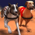 greyhound racing