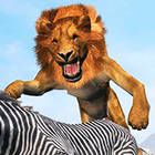 lion king simulator